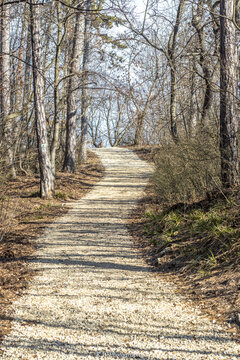 View of a winding dirt path ascends through the stark, leafless trees under a pale sky, promising a journey into the serene Buda Hills, Hungary.