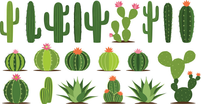 Green cactus and succulent plants vector illustration set with desert botanical elements isolated on white background