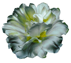 Tulip flower  on  isolated background with clipping path. Closeup. For design. Nature.