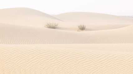 View of sun-kissed dunes stretching towards the horizon, with sparse desert vegetation adding a touch of life to the arid landscape, Bateen Liwa, Abu Dhabi, United Arab Emirates.