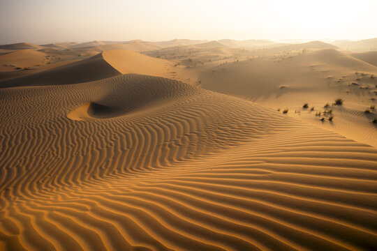 View of golden dunes rippling across the arid landscape under a hazy sky, creating a mesmerizing pattern of light and shadow, Bateen Liwa, Abu Dhabi, United Arab Emirates.