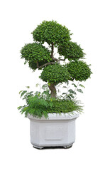 Benjamin's ficus on a white background.