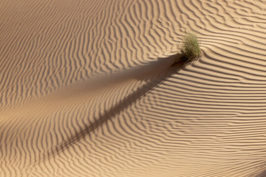 View of wind-sculpted sand dunes with a lone tuft of green grass casting a long shadow across the rippled landscape, Bateen Liwa, Abu Dhabi, United Arab Emirates.