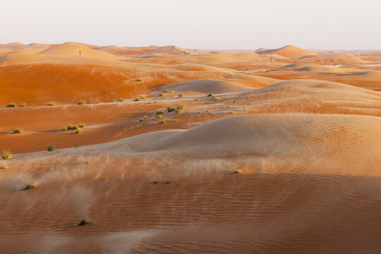 View of windswept dunes in the desert, with subtle vegetation clinging to the sandy slopes under a soft sky, Bateen Liwa, Abu Dhabi, United Arab Emirates.
