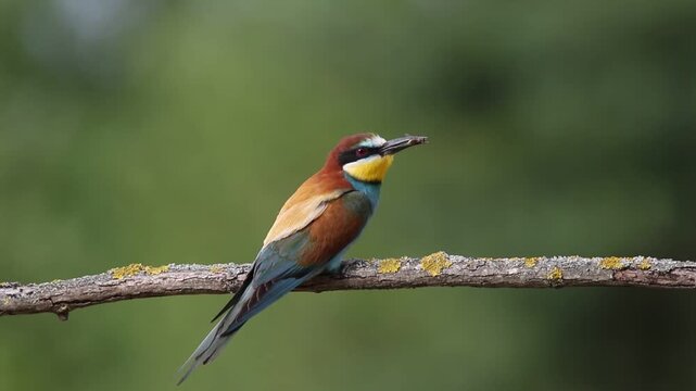 European bee-eater, merops apiaster. A bird sits on a branch, holding its prey in its beak
