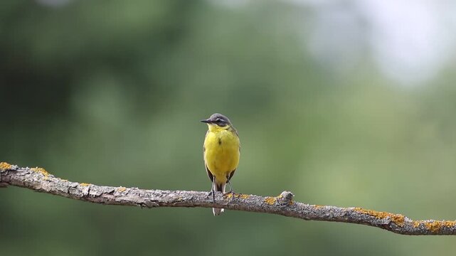 Western Yellow Wagtail, Motacilla flava. A bird sits on a beautiful branch, looking around