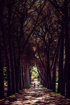 View of a path lined with tall dark trees, leading to a sunlit opening where two figures walk, creating a tunnel-like effect, Fazana, Istarska zupanija, Croatia.
