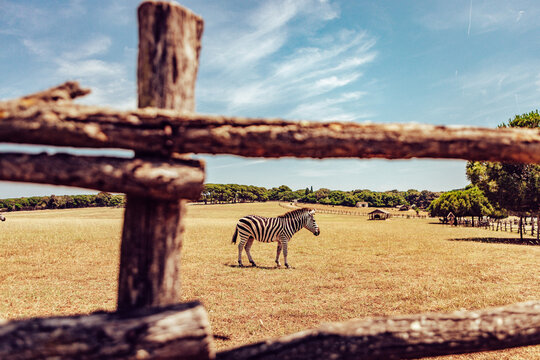 View of a zebra standing peacefully in a sun-baked field, framed by rustic wooden fence under a vast blue sky, Fazana, Istarska zupanija, Croatia.