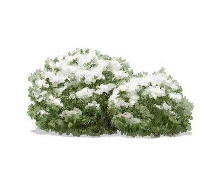 Watercolor vintage Christmas green winter two bushes with snow isolated on white background. Watercolor and pencil hand drawn illustration sketch