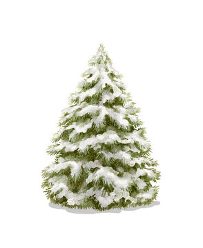 Watercolor classical vintage green snowy Christmas tree with snow isolated on white background. Watercolor and pencil hand drawn illustration sketch