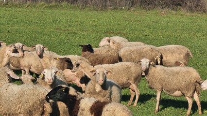 sheep meadow green grass sunny day greece © sea and sun
