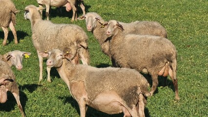 sheep meadow green grass sunny day greece © sea and sun