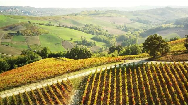vineyard in france. Riquewihr village seen between two hills.