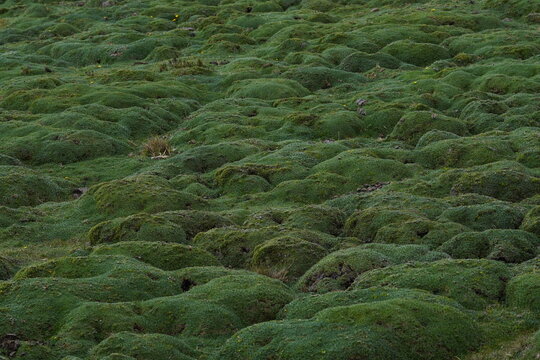 Ecosistema de paramo 