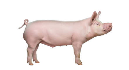 A pink pig stands in profile against a black backdrop, showcasing its smooth skin and curly tail.