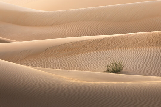 View of undulating sand dunes casting soft shadows, with a small patch of desert scrub adding a touch of green in the arid landscape, Bateen Liwa, Abu Dhabi, United Arab Emirates.