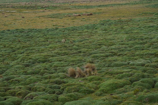 Ecosistema de paramo 