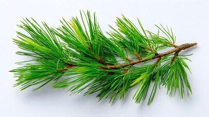 A Close-Up View of a Vibrant Green Pine Branch with Needle-Like Leaves.
