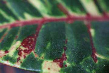 zielone tło roślinne