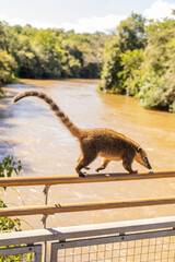 Coati cruzando un rio