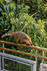 coati salvaje en las cataratas del iguazu