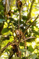 Coati en un arbol de la selva