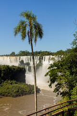 Cataratas y palmeras en la selva