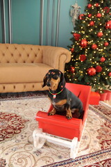 cachorro fofo duchshund no natal 