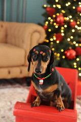 cachorro fofo duchshund no natal 