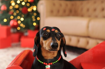 cachorro fofo duchshund no natal 