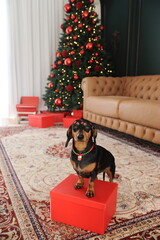 cachorro fofo duchshund no natal 