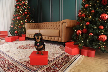 cachorro fofo duchshund no natal 