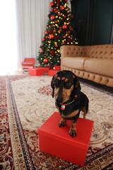 cachorro fofo duchshund no natal 