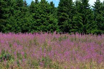 a large pink flower on a mountain