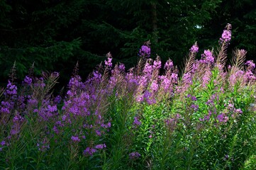 a large pink flower on a mountain