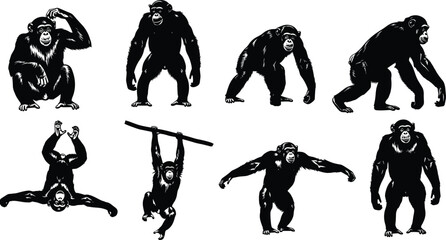 Set of chimpanzee silhouettes in various poses, black vector animal illustrations showing movement, behavior, and expressive wildlife character designs