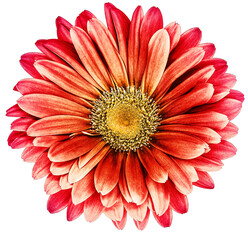 Gerbera  flower  on white isolated background with clipping path. Closeup. For design. Nature.
