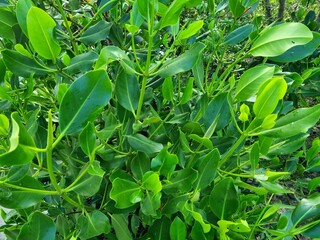 Fresh green mangrove leaves on the edge of the river