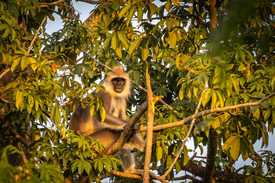 Tufted Gray Langur (Semnopithecus priam), yala national park, sri lanka, game drive, ceylon