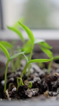 Young Plants Sprouting Under Sunlight, Fresh Seedlings Growing Inside Cheerful Garden Window Scene, Delicate Sprouting Plants From Soil Basking In Warm Morning Sunlight And Care