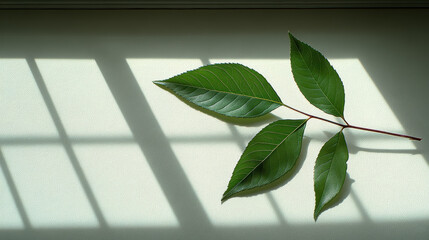 Lush Green Leaves Casting Shadows on a Soft Light Background
