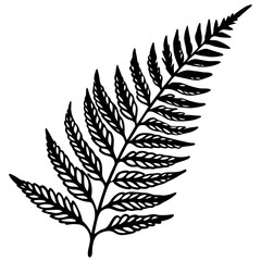 Fototapeta premium A delicate-fern-leaf-with-fine-details-and-soft 
