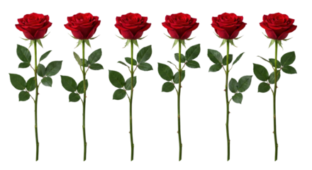 Six vibrant red roses with lush green leaves arranged uniformly isolated on transparent background