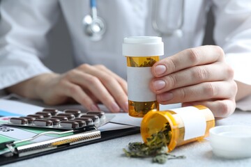 Doctor with dried medicinal herbs at light grey table, closeup