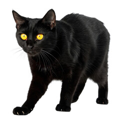 Charming Halloween black cat struts across a pristine white backdrop showcasing its allure and playful spirit
