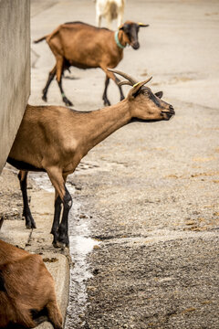 View of goats with glossy brown coats and small horns stand on a gray concrete surface near a cream-colored wall, Morzine, Auvergne Rhone Alpes, France.