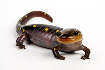 Yellow-spotted salamander, Spotted salamander // Flecken-Querzahnmolch (Ambystoma maculatum) 