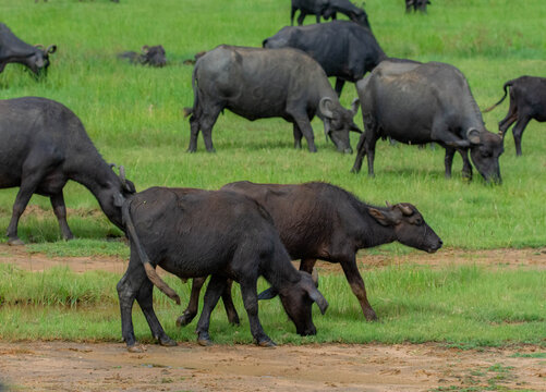 Water buffalo (Bubalus bubalis)