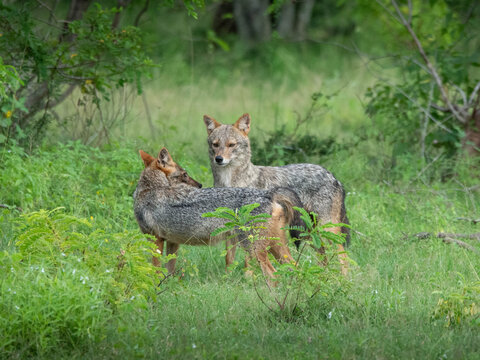 Golden jackal (Canis aureus) walking in Sri Lanka forest