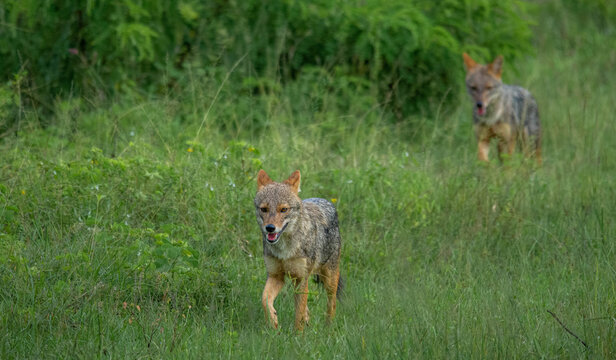 Golden jackal (Canis aureus) walking in Sri Lanka forest